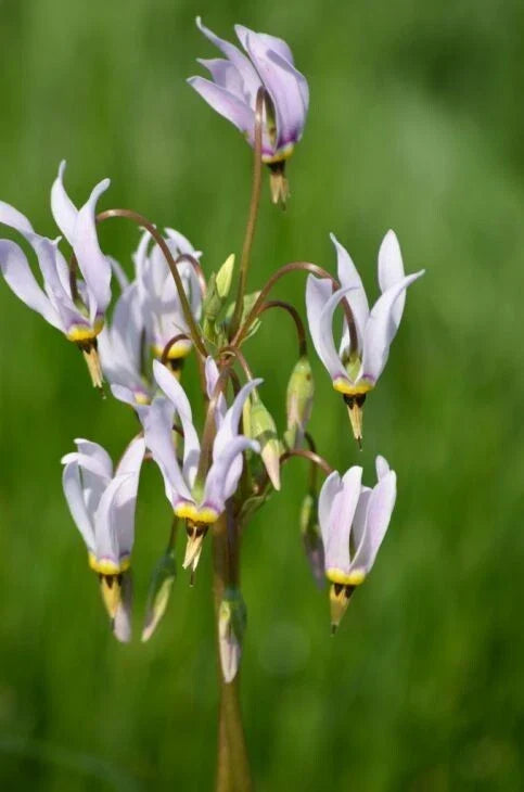 Wildflower Seeds - Midland Shooting Star (Dodecatheon meadia) - Native American Cowslip, 50+ Seeds for Garden & Meadow