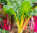 Northern Lights Swiss Chard Seeds | Rainbow Beta vulgaris var. cicla | Multicolored Stems, Easy to Grow, Non-GMO Seed Pack