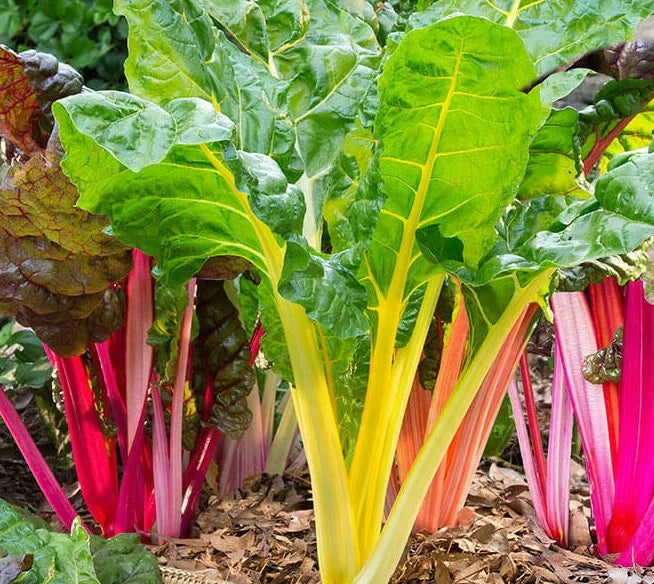 Northern Lights Swiss Chard Seeds | Rainbow Beta vulgaris var. cicla | Multicolored Stems, Easy to Grow, Non-GMO Seed Pack