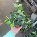 Silver Dollar Plant Cuttings 4in Pot Xerosicyos danguyi Succulent Indoor Plant