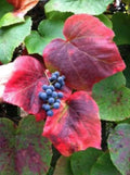 Vine Seeds for Planting - Climbing Wall/Fence Variety - Landscaping, Fast-Growing Vitis vinifera Seeds