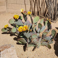 Opuntia Macrocentra Black Spine Prickly Pear Cactus Cutting Pad - Live Succulent Plant