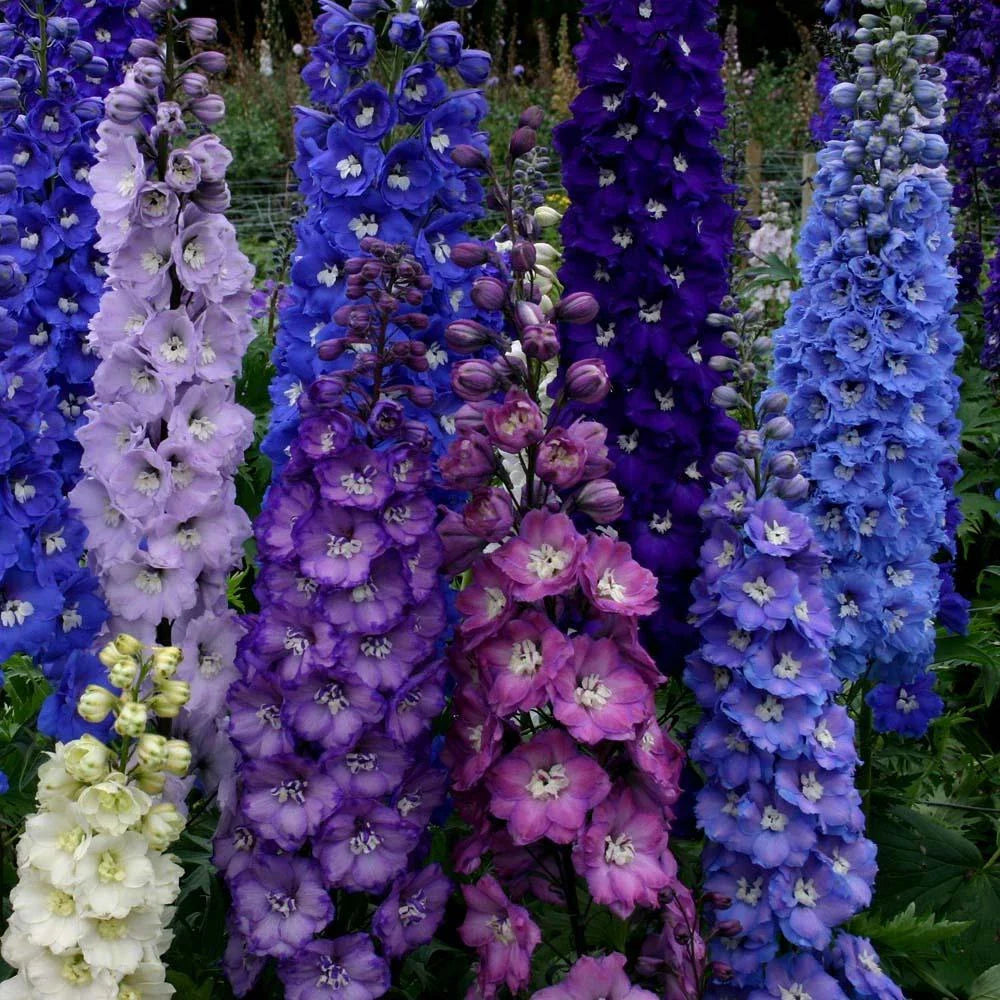 Delphinium Seeds - 50 Pack Dark Mix Perennial Flower Seeds for Borders & Cut Flowers - Delphinium spp.