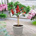 Peach Bonsai Tree Seeds - 4 Large Fruit-Bearing Seeds - Prunus persica - USA Grown - Indoor Outdoor Gardening