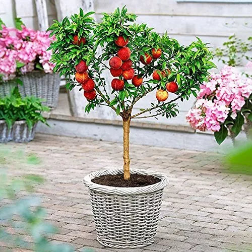 Peach Bonsai Tree Seeds - 4 Large Fruit-Bearing Seeds - Prunus persica - USA Grown - Indoor Outdoor Gardening