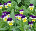 Johnny Jump Up Seeds - 500+ Viola Tricolor Flower Garden Seeds for Borders & Containers