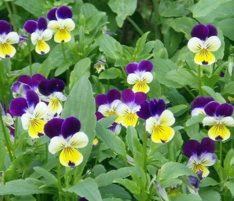 Johnny Jump Up Seeds - 500+ Viola Tricolor Flower Garden Seeds for Borders & Containers