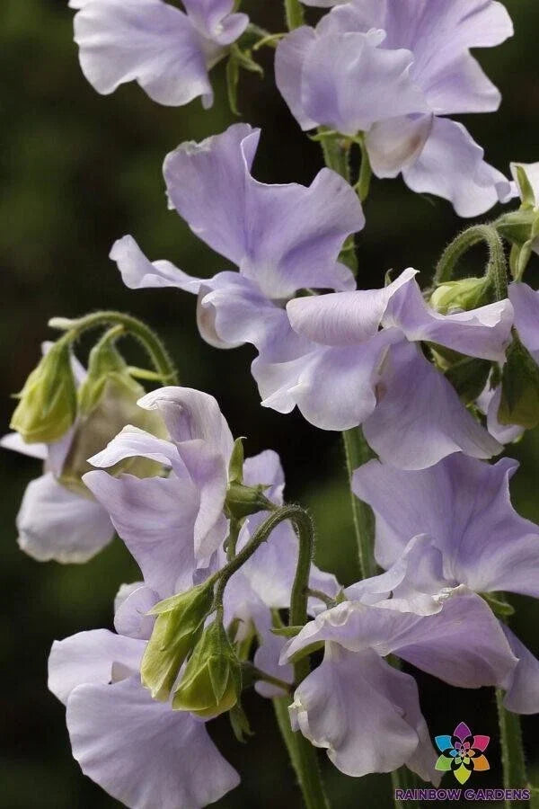 Chelsea Centenary Sweet Pea Seeds - Heirloom Garden Seeds for Climbing Vines, Fragrant Blooms, Lathyrus odoratus, 50 Seeds