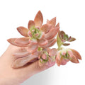 Fresh Sedum Adolfii Succulent Cuttings - 5 Pack for Plant Favors, Crafts & Arrangements - Sedum adolphii, Drought-Resistant, Indoor & Outdoor