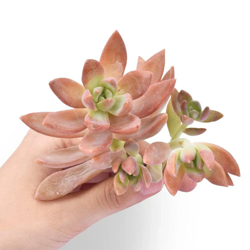 Fresh Sedum Adolfii Succulent Cuttings - 5 Pack for Plant Favors, Crafts & Arrangements - Sedum adolphii, Drought-Resistant, Indoor & Outdoor
