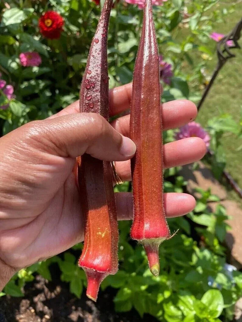 Red Burgundy Okra Seeds - Non-GMO Heirloom Vegetable Seeds for Garden, 50+ Premium Abelmoschus esculentus