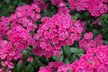 Jolt Pink Swirl Carnation Seeds - 200+ Dianthus caryophyllus for Garden, Borders, Containers, Fragrant Blooms
