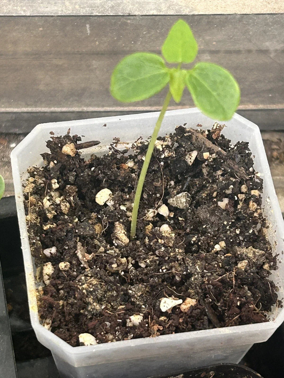 Papaya Seedling in 3-Inch Pot - Tropical Fruit Plant Carica papaya - Live Home Garden Indoor Outdoor Plant