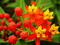 Tropical Bloodflower Milkweed Seeds, Asclepias curassavica, Monarch Butterfly Host Plant, 100 Seeds