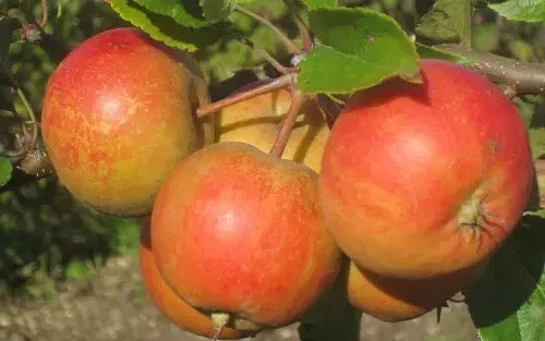 Rubinette Apple Seeds - 25+ Non-GMO Malus domestica for Home Garden Planting, Fruit Tree, USA