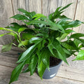 Pothos Baltic Blue Plug - Live Well-Rooted Epipremnum aureum - Rare Indoor Plant Starter
