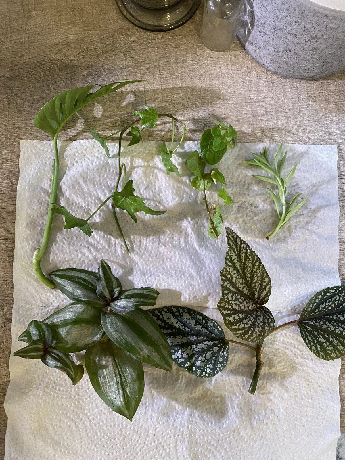 Mystery House Plant Cuttings 6 Pothos Assortment - Epipremnum aureum Indoor Plants