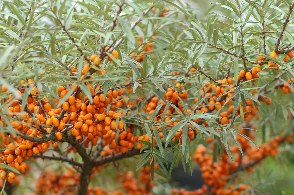 Sea Buckthorn Seeds 50 Count, Organic Hippophae rhamnoides, Nutrient-Rich Berry Plant for Garden, Landscaping & Wildlife