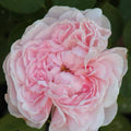 Climbing Rose Plant Cuttings - 3 Unrooted Rosa 'Auswith' Cuttings - 6 Inch Long