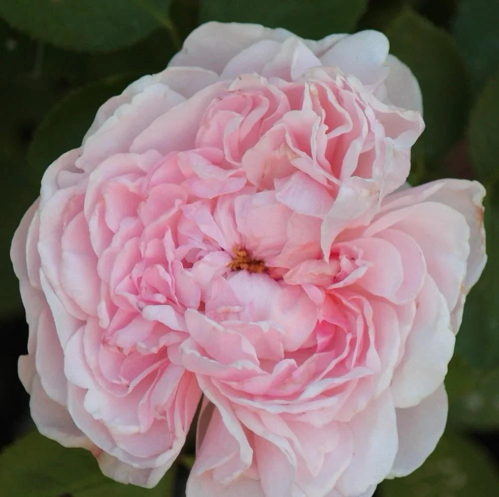Climbing Rose Plant Cuttings - 3 Unrooted Rosa 'Auswith' Cuttings - 6 Inch Long