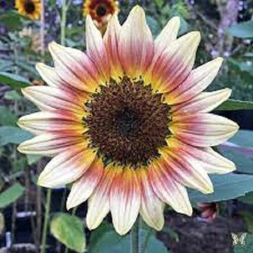 Gypsy Charmer Sunflower Seeds - Perennial Yellow Flowers - Helianthus annuus - 25 Pack for Garden, Pollinator Attracting, Easy to Grow