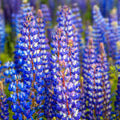 Lupine Seeds - 50 Heirloom Non-GMO Wild Perennial for Pollinators - Lupinus perennis