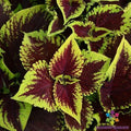 Kong Scarlet Coleus Seeds - 25+ Premium Garden Seeds for Vibrant Red Foliage, Solenostemon scutellarioides, Easy to Grow