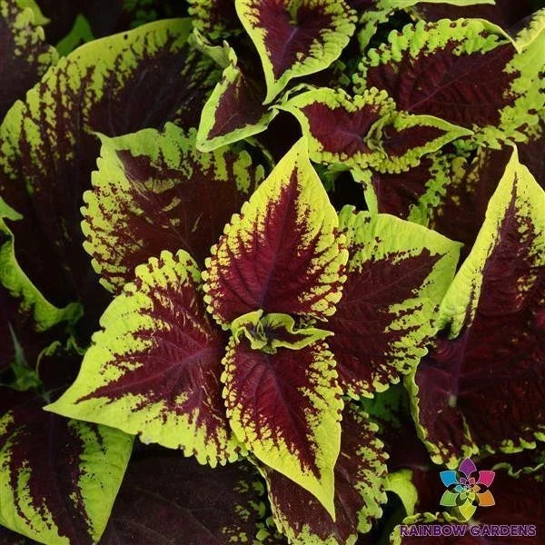Kong Scarlet Coleus Seeds - 25+ Premium Garden Seeds for Vibrant Red Foliage, Solenostemon scutellarioides, Easy to Grow