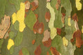 London Plane Tree Seeds - 50 Count Platanus acerifolia Exotic Bark Landscape Tree for Planting