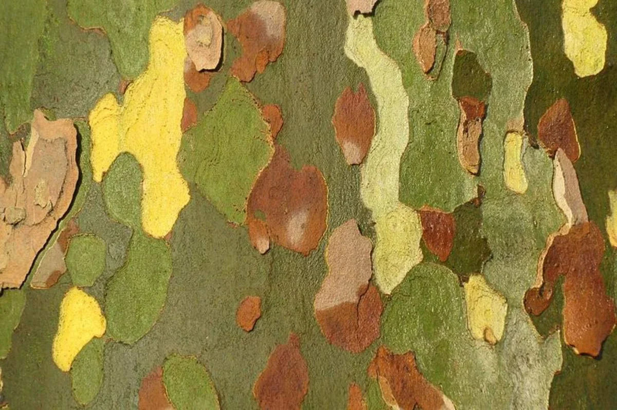 London Plane Tree Seeds - 50 Count Platanus acerifolia Exotic Bark Landscape Tree for Planting