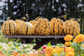 Organic Kettle Corn Pumpkin Seeds - 10 Pack, Non-GMO Cucurbita pepo for Home Gardening, Full Sun, Easy to Grow