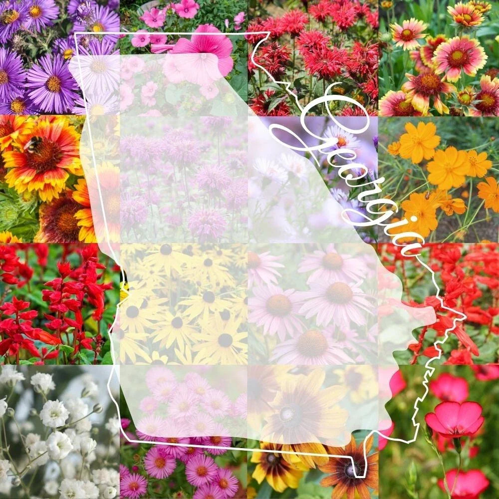 Bulk Wildflower Seed Mix 1lb Georgia Native Variety for Gardens and Landscapes, Colorful Blooms, Covers 2000 sq ft