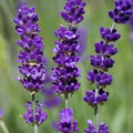Lavender Vera Seeds - 100 Non-GMO True English Fragrant Perennial for Garden, Borders, Containers, Lavandula angustifolia