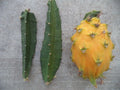Yellow Dragon Fruit Cutting 3-4" Palora Variety Hylocereus undatus Fresh Plant