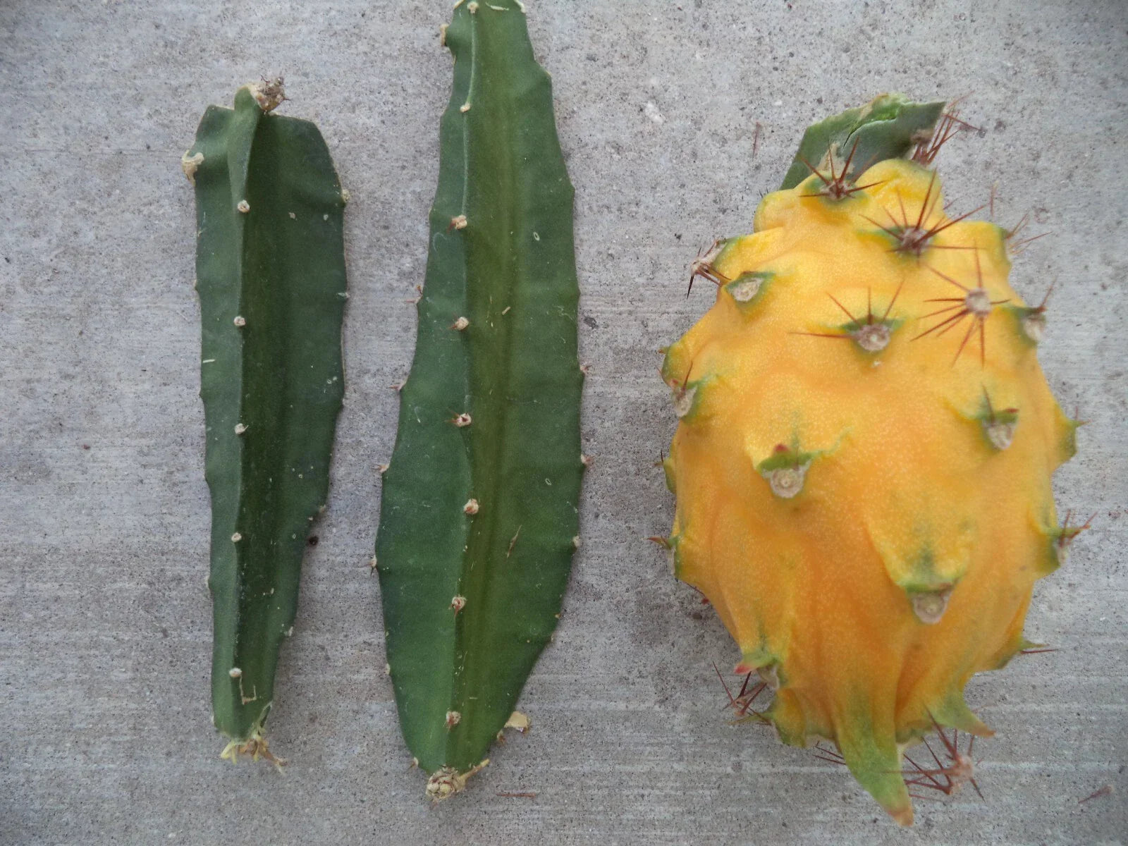 Yellow Dragon Fruit Cutting 3-4" Palora Variety Hylocereus undatus Fresh Plant