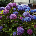 Penny Mac Hydrangea Live Plant | Bare Root 6+ Inch | Reblooming Shade Hydrangea macrophylla | Zones 5-9