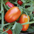 Roma Tomato Seeds Set of 40+ Solanum lycopersicum for Canning and Sauce, Compact Growth, Heirloom Gardening