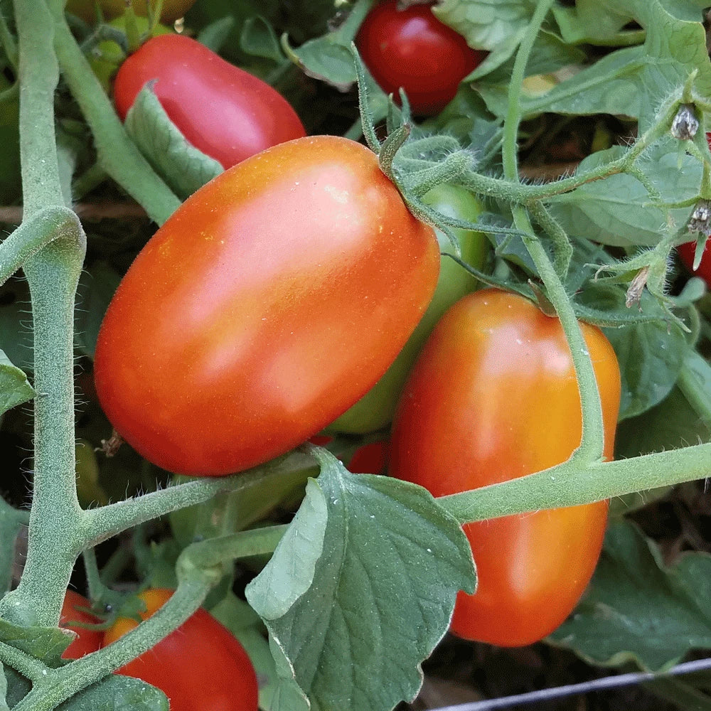 Roma Tomato Seeds Set of 40+ Solanum lycopersicum for Canning and Sauce, Compact Growth, Heirloom Gardening