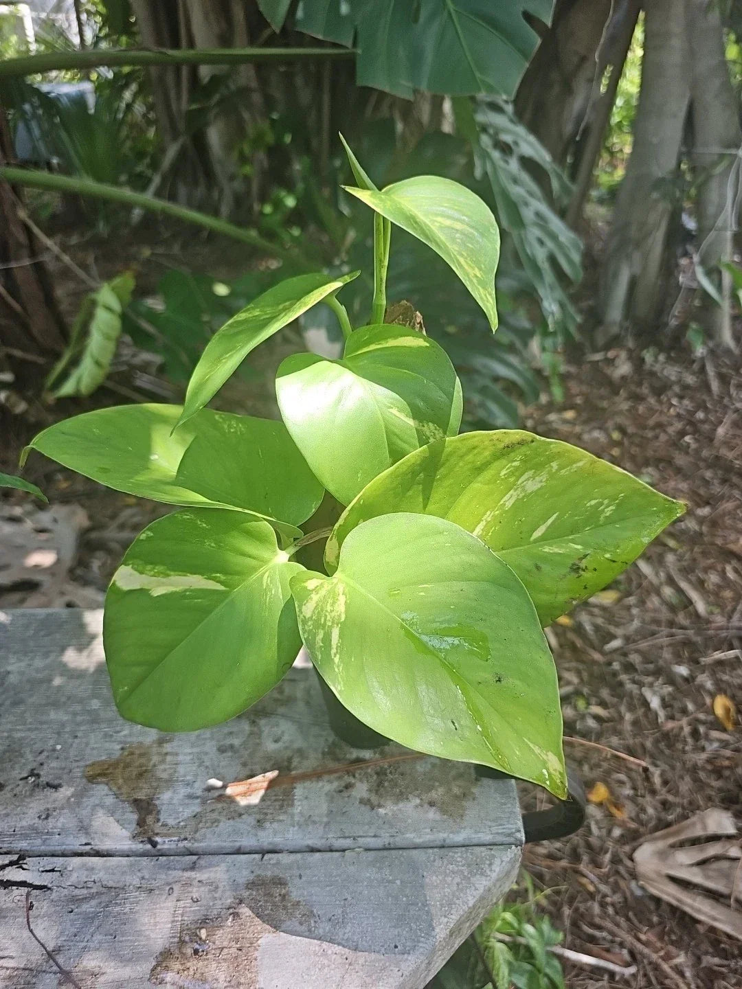 Giant Variegated Golden Pothos Plant 3" Pot Climbing Epipremnum aureum Indoor Tropical