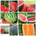 Watermelon Seeds Collection - Non-GMO, Heirloom Varieties, Citrullus lanatus, Garden Seeds, Juicy Fruit, Full Sun