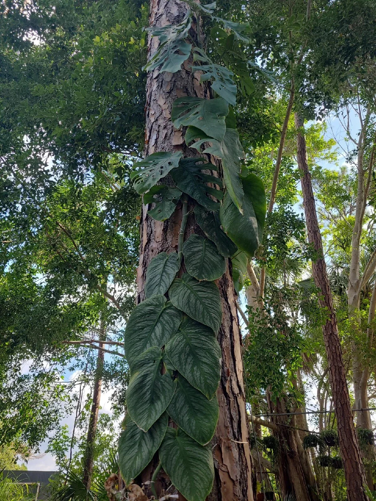 Monstera Dubia Unrooted Cutting 1 Node, Indoor Tropical Houseplant, Climbing Epiphyte, Scientific Name Monstera dubia