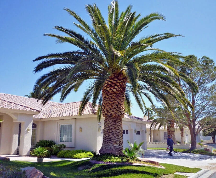 Canary Island Date Palm Seeds - 10 Pack, Hardy Phoenix Canariensis Fruit Tree for Garden or Landscape