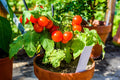 Fastest Tomato Seeds - 42 Day Ripening Variety - 25+ Seeds for Quick Harvest - Solanum lycopersicum