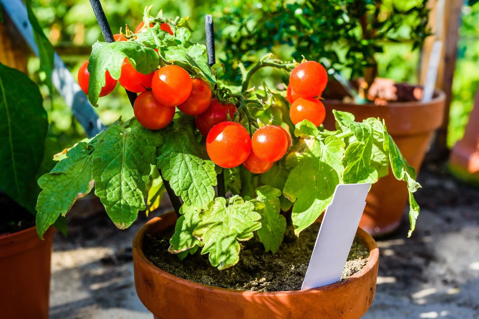 Fastest Tomato Seeds - 42 Day Ripening Variety - 25+ Seeds for Quick Harvest - Solanum lycopersicum