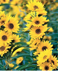 Maximilian Sunflower Seeds - Non-GMO, Helianthus maximiliani, Perennial, Vibrant Yellow Flowers, Attracts Pollinators, 100+ Seeds