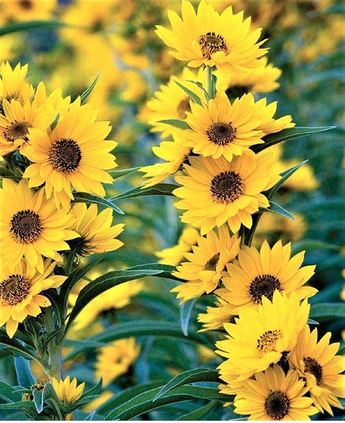 Maximilian Sunflower Seeds - Non-GMO, Helianthus maximiliani, Perennial, Vibrant Yellow Flowers, Attracts Pollinators, 100+ Seeds