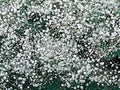 Baby's Breath Seeds - 100+ Gypsophila paniculata White Blooms for Cut Flowers & Gardens