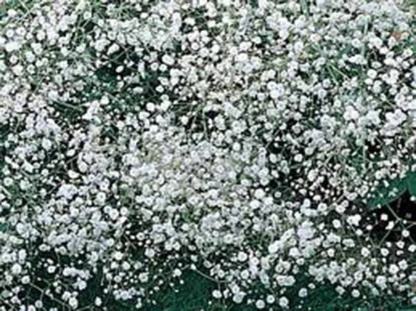 Baby's Breath Seeds - 100+ Gypsophila paniculata White Blooms for Cut Flowers & Gardens