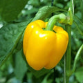 Sweet Canary Yellow Bell Pepper Seeds – Non-GMO Vegetable Seeds for Planting, Capsicum annuum, 30+ Seeds for Home Garden