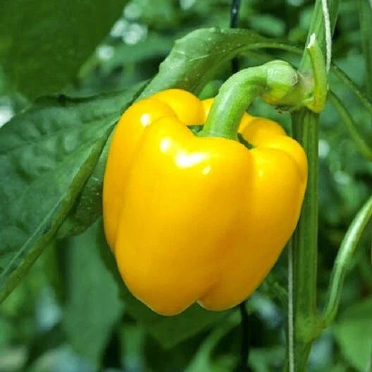 Sweet Canary Yellow Bell Pepper Seeds – Non-GMO Vegetable Seeds for Planting, Capsicum annuum, 30+ Seeds for Home Garden